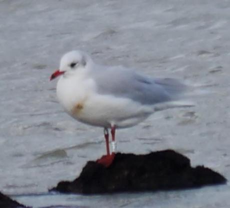 Cabecinegras de vacaciones: belgas y francesas