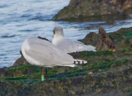 Cabecinegras de vacaciones: belgas y francesas