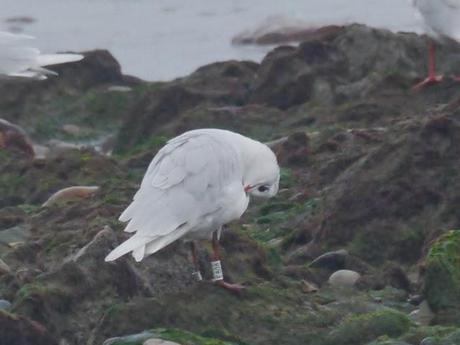 Cabecinegras de vacaciones: belgas y francesas
