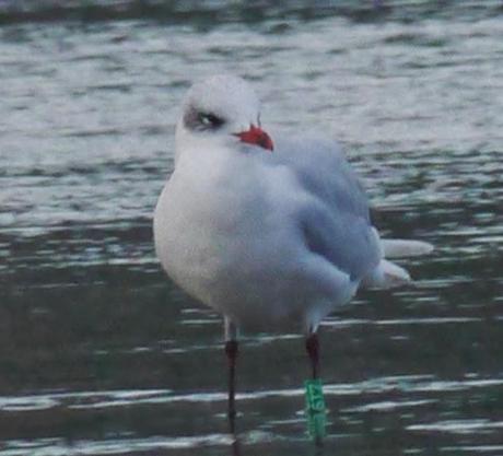 Cabecinegras de vacaciones: belgas y francesas
