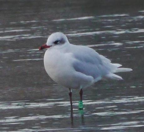 Cabecinegras de vacaciones: belgas y francesas