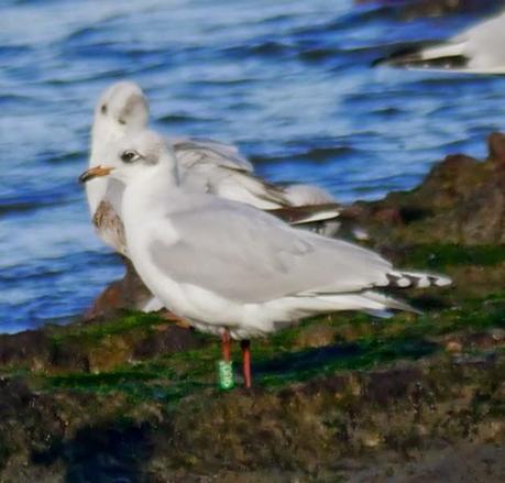 Cabecinegras de vacaciones: belgas y francesas