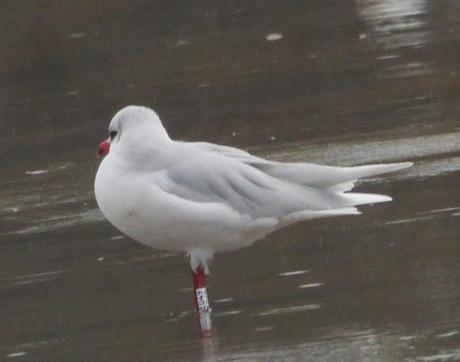 Cabecinegras de vacaciones: belgas y francesas