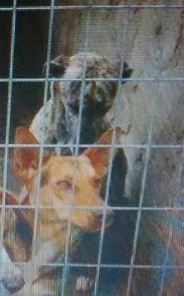 SHELMAN, SE MUERE DE PENA...(CUENCA)