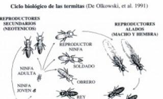 comejen..Problematica de todos...