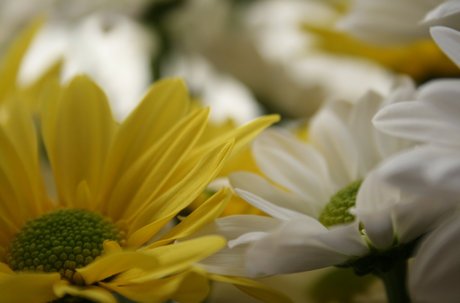 Resoluciones, deseos y gratitud