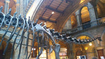 natural history museum londres