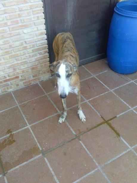Galgo, o encuentra algo o lo mata el cazador. (Madrid)