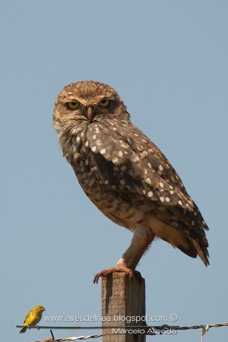 Lechucita vizcachera (Burrowing Owl) Athene cunicularia