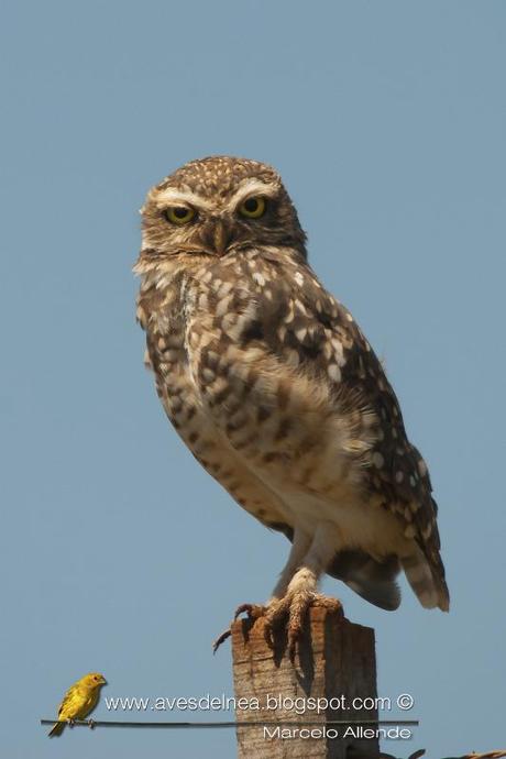 Lechucita vizcachera (Burrowing Owl) Athene cunicularia
