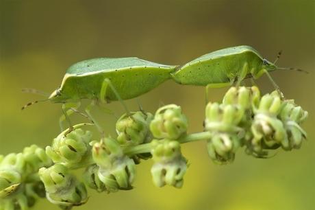 Para ampliar Nezara viridula (Linnaeus, 1758)  Chinche verde, hedionda, cópula hacer clic