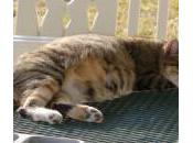 Cómo saber gata está embarazada