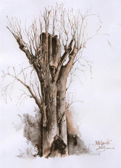 Dibujos con pluma estilográfica - ÁRBOLES - Pen & ink drawings