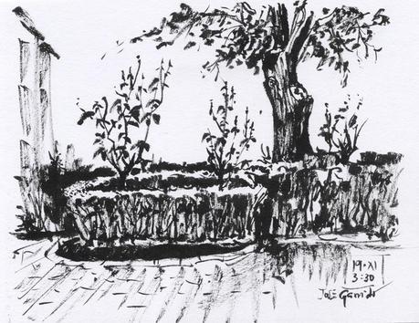 Dibujos con pluma estilográfica - ÁRBOLES - Pen & ink drawings