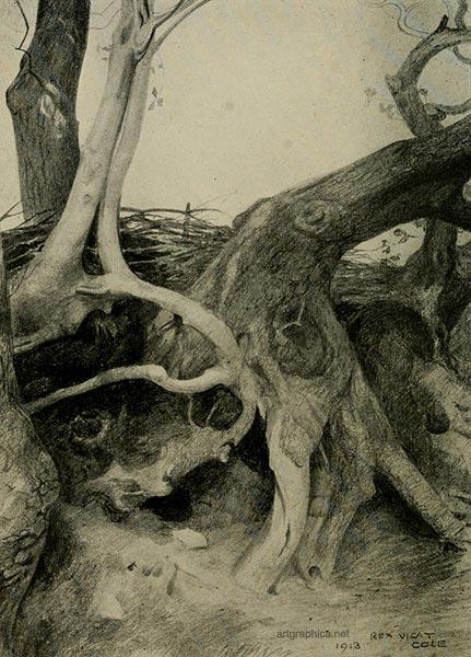 the anatomy of trees, how to draw trees, rex vicat cole, advanced drawing