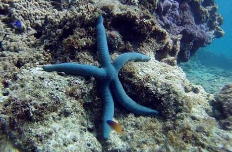 estrella de mar azul (Linckia laevigata)