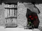 Rosas sombra