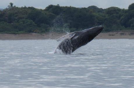 Ballena en Isla Iguana