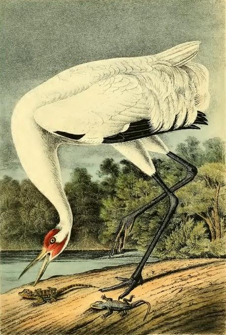 John J. Audubon - Grabados sobre pájaros - Bird etchings