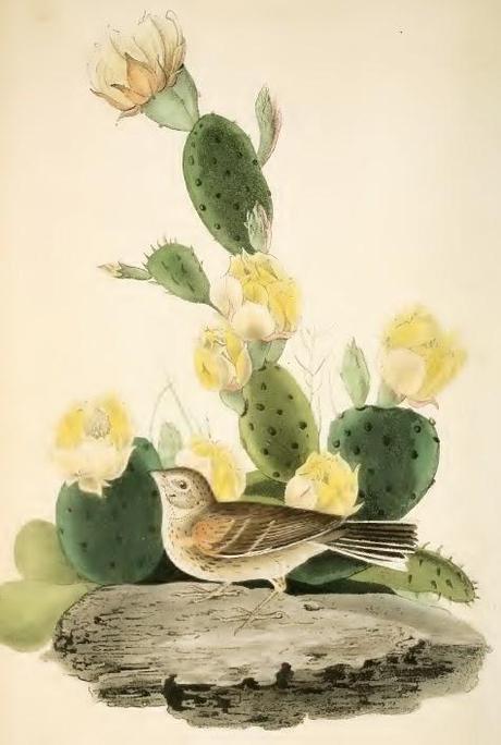 John J. Audubon - Grabados sobre pájaros - Bird etchings