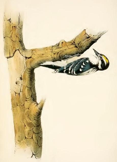 John J. Audubon - Grabados sobre pájaros - Bird etchings