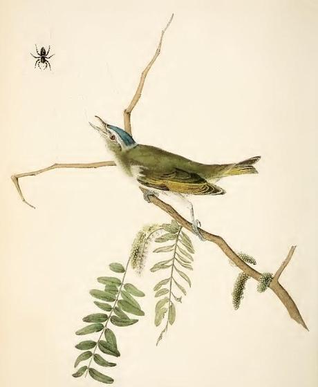 John J. Audubon - Grabados sobre pájaros - Bird etchings