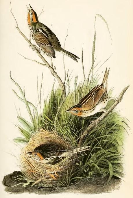 John J. Audubon - Grabados sobre pájaros - Bird etchings