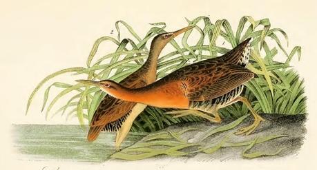 John J. Audubon - Grabados sobre pájaros - Bird etchings