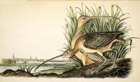 John J. Audubon - Grabados sobre pájaros - Bird etchings