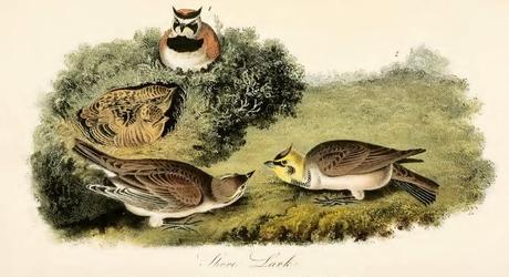 John J. Audubon - Grabados sobre pájaros - Bird etchings