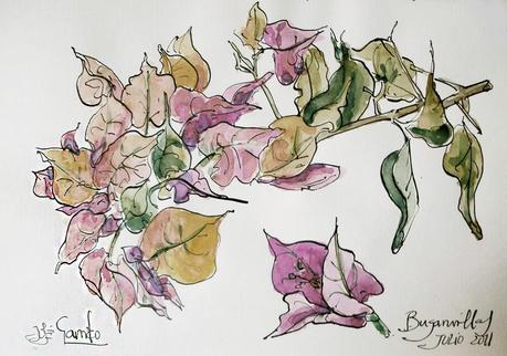 Buganvillas - Acuarela - Watercolor