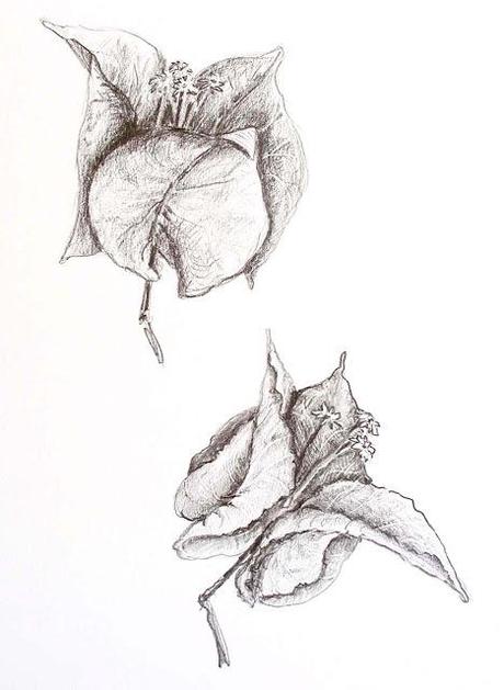 Buganvillas - Acuarela - Watercolor