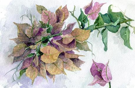 Buganvillas - Acuarela - Watercolor