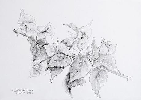 Buganvillas - Acuarela - Watercolor