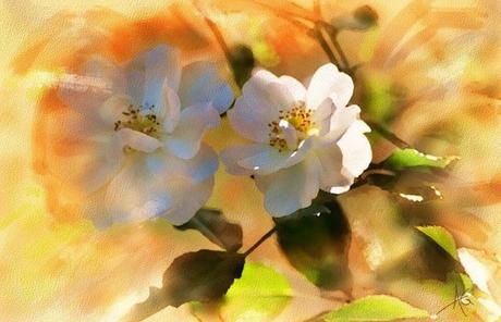 Selección de acuarelas de flores III - Flowers - Watercolor