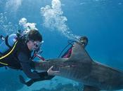 Siguiendo misteriosas andanzas tiburón tigre