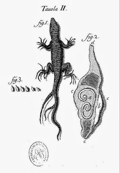 Observazioni de Francesco Redi