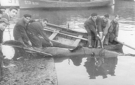 Un delfín de 800 Kilos...