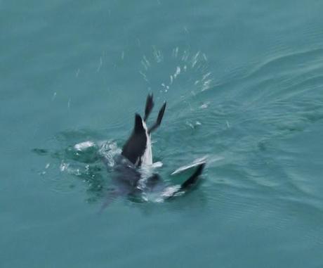 Cuanto tiempo sin verte, arao.