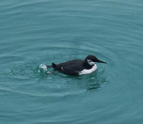 Cuanto tiempo sin verte, arao.
