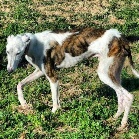 El precioso Loren en busca de una vida mejor, se la merece....(Zaragoza)