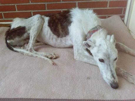 El precioso Loren en busca de una vida mejor, se la merece....(Zaragoza)