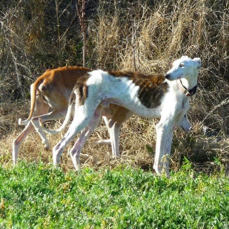 El precioso Loren en busca de una vida mejor, se la merece....(Zaragoza)