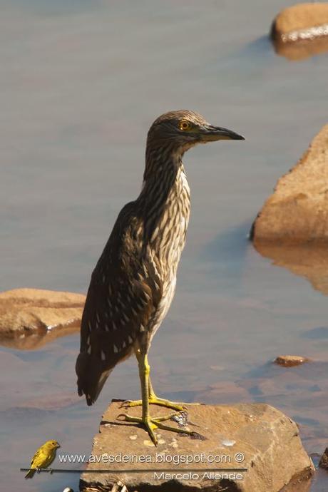 Garza bruja (Black-crowned Night Heron) Nycticorax nycticorax