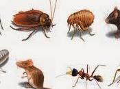 Exterminio: Plaga hormigas