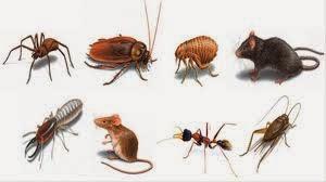 Exterminio: Plaga de hormigas