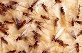 Exterminio: Plaga de hormigas