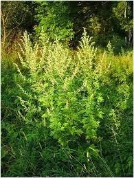 CÓMO SEMBRAR SEMILLAS DE ARTEMISA