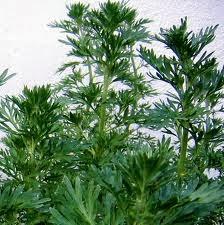 CÓMO SEMBRAR SEMILLAS DE ARTEMISA