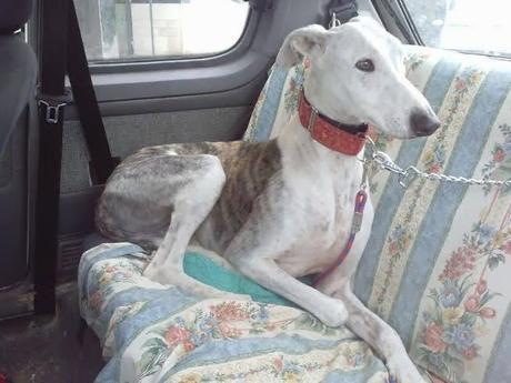 ADOPTA A LUCERO. (ZARAGOZA)